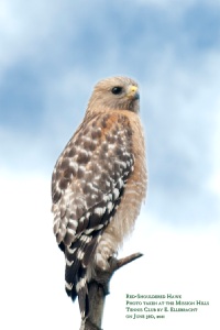 Red-shouldered Hawk at Kimber Park