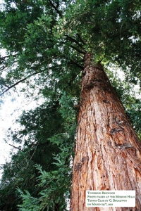 Kimber Park Redwood